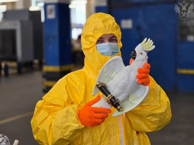 Радиоактивного попугая прислали москвичке посылкой из Германии | Источник: Официальный канал ФТС России