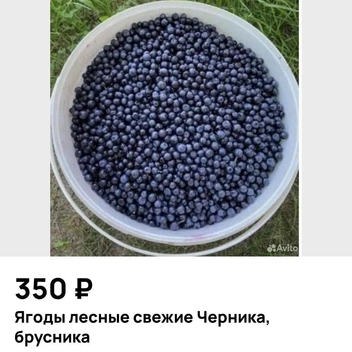 Черники в лесах тоже уже много | Источник: Avito.ru