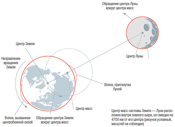 Почему приливы и отливы случаются дважды в сутки, если Луна одна?