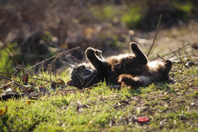 Погода 25 марта в Ростове: без осадков