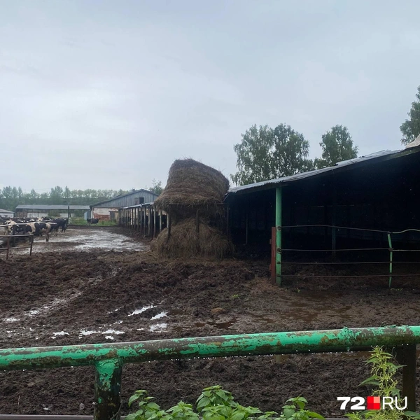 Источник: предоставлено читателем 72.RU