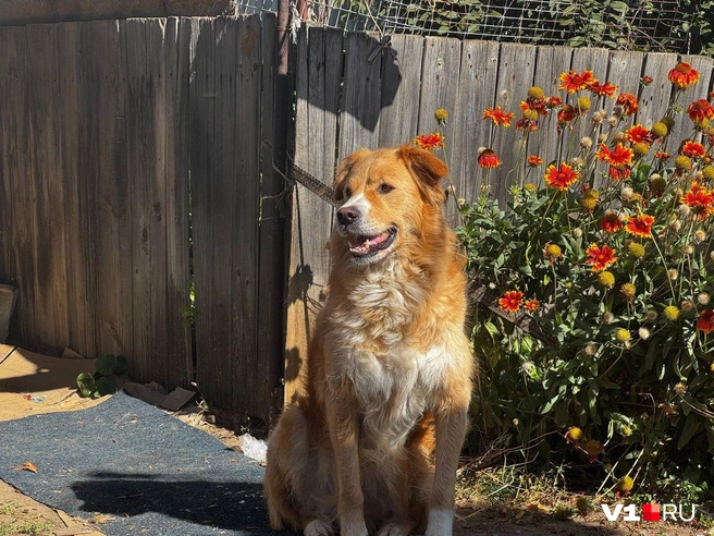 Как же цветы идут этому оранжевому красавцу! | Источник: читатели V1.RU