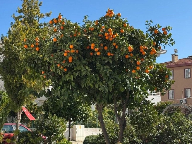 Цитрусовые, которые перед Новым годом так любят россияне, в Турции растут даже во дворах | Источник: Караджа International / T.me