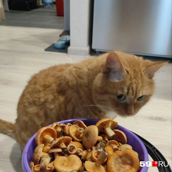 Вы тоже рыжие? | Источник: Анна Борисова, читатель 59.RU