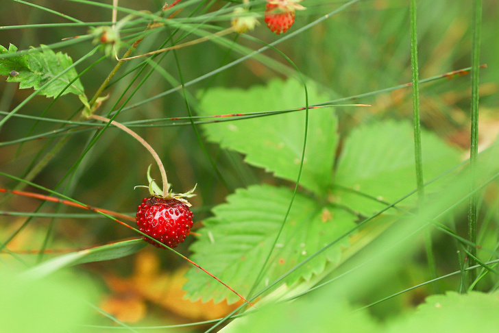 Лесные и болотные самоцветы: северные ягоды во всей красе