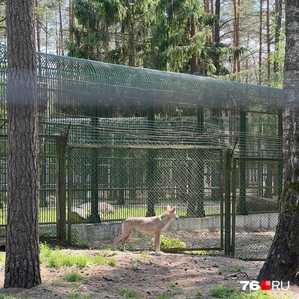 Обитатели пущи выглядят здоровыми и сытыми | Источник: Валентина