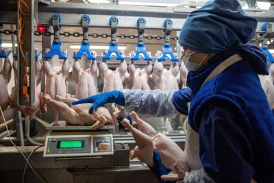 Производство курятины в России снижается