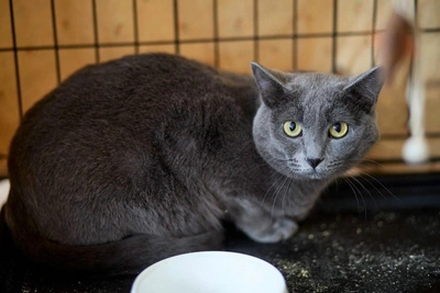 В Перми пристроят кота Серика с шерстью цвета грозового неба