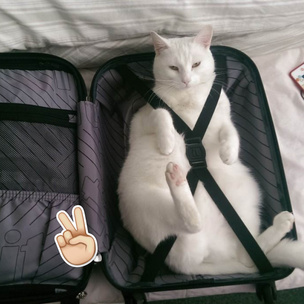 Новый тренд в социальных сетях: котики в чемоданах