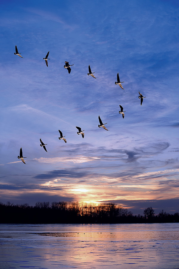 iStock