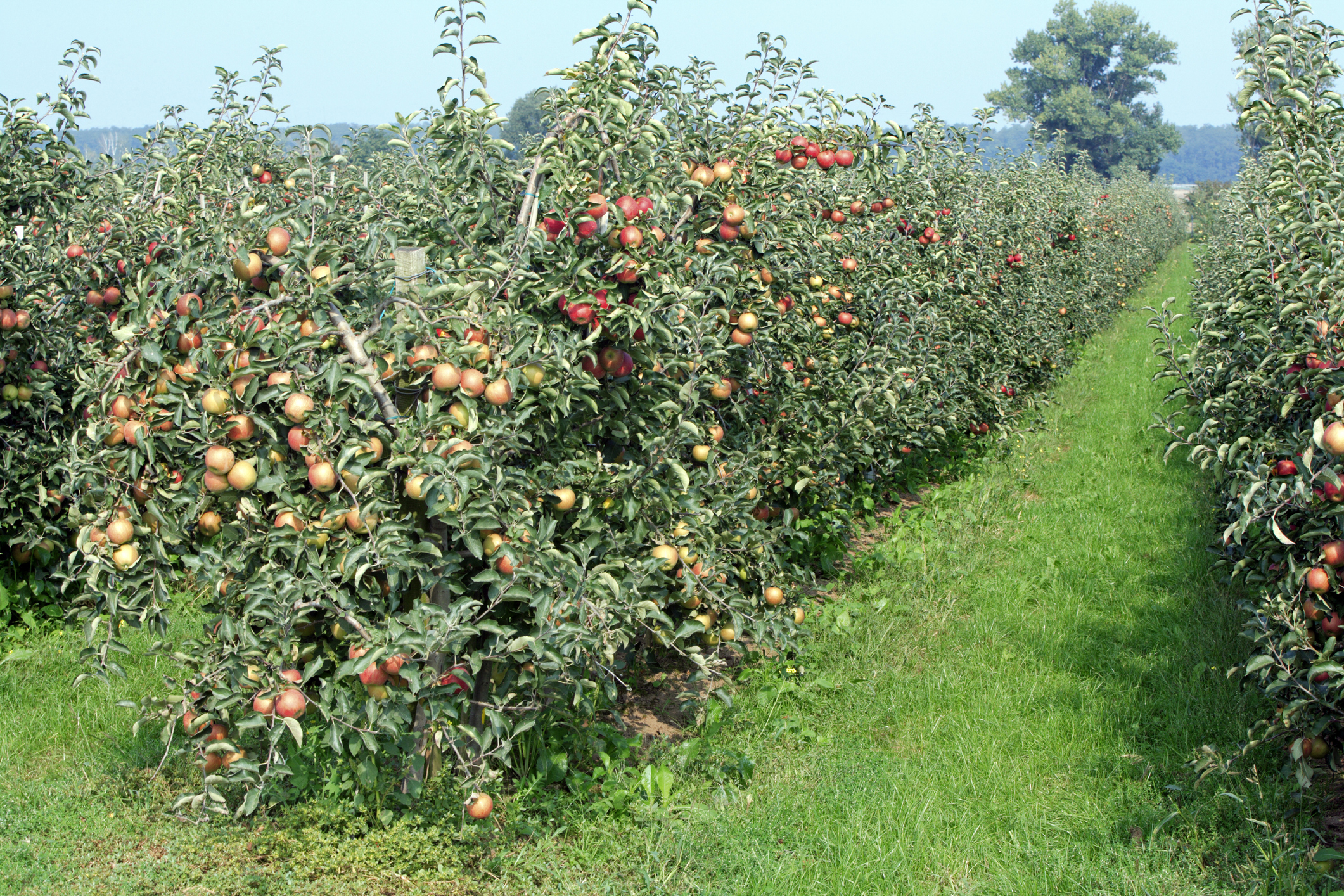Яблоневый сад Краснодар