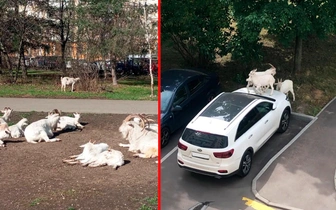 Бутовская банда: откуда взялись козы, «забодавшие» один из районов Москвы?