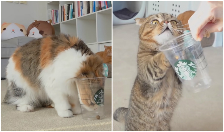 Коты сражаются с пластиковым стаканом (видео)