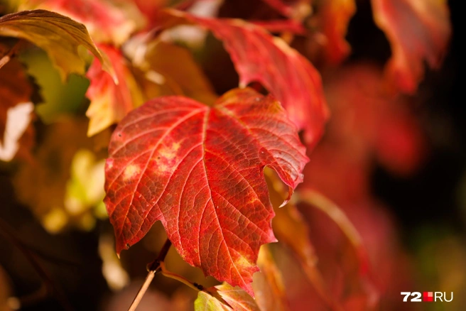 Источник: Ирина Шарова / 72.RU