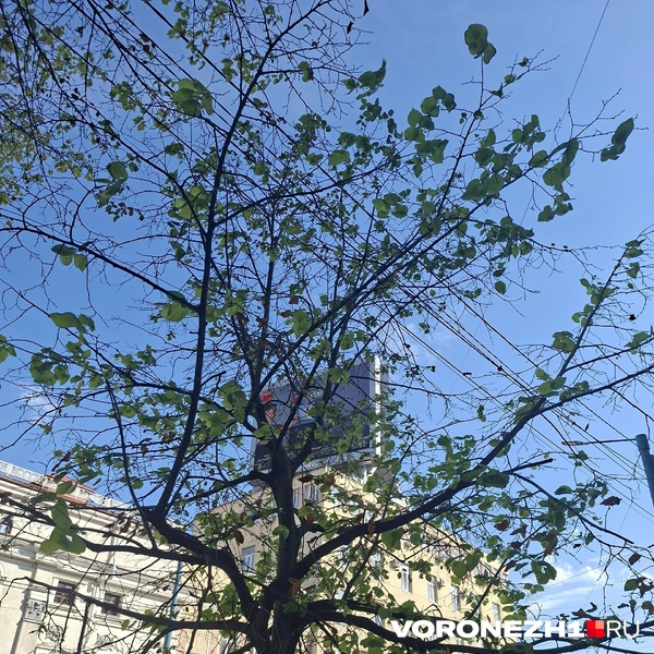 Источник: читательница Voronezh1.ru