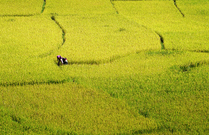 Жизнь как чудо: рисовые террасы Китая