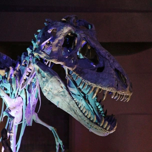 В погоне за драконами: как монгольские легенды помогли Ивану Ефремову отыскать кладбища динозавров в пустыне Гоби