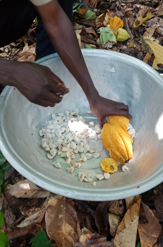 Фото №11 - Что такое CocoaLife, или Почему важно знать, как на самом деле выращивается какао