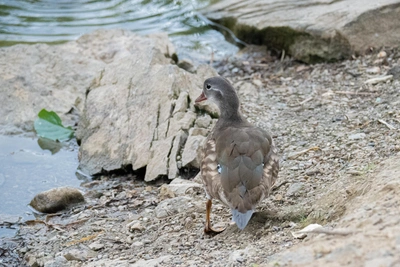 Петиция за сохранение пруда с утками в Снеговой Пади