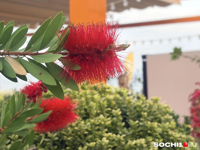 Каллистемон традиционно расцветает в ноябре | Источник: Анна Грицевич / SOCHI1.RU