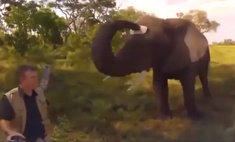 Видео со слоном, который украл у фотографа кепку, набрало 4,5 миллиона просмотров