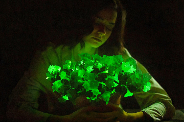 Петуния вместо лампы: как растения научили излучать свет