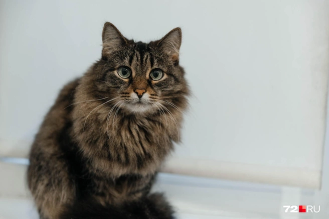 А еще у нее на передержке есть кошки, которые ждут постоянного хозяина | Источник: Ирина Шарова / 72.RU