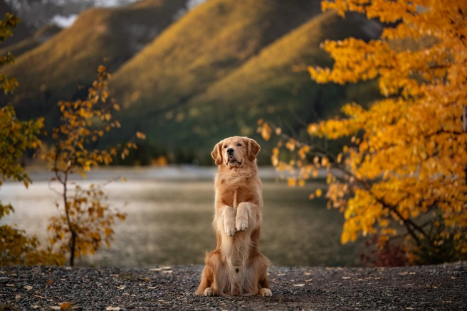 Снимок стал лучшим в номинации «Портфолио по заказу» | Источник: Shandess Griffin / International Pet Photography Awards 2026