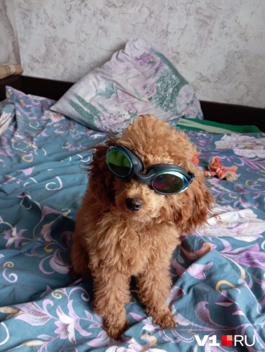 В номинации «Самый крутой» однозначно побеждает этот парень | Источник: читатели V1.RU