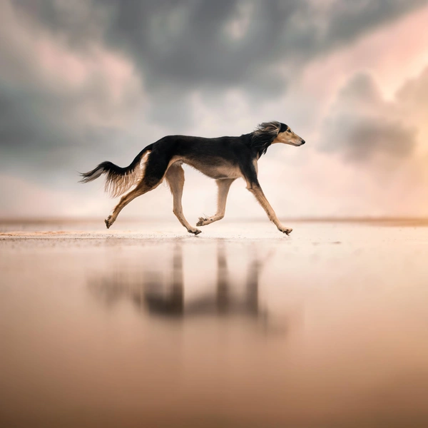 Источник: Joyce Helms-Harkema / International Photography Awards 2025