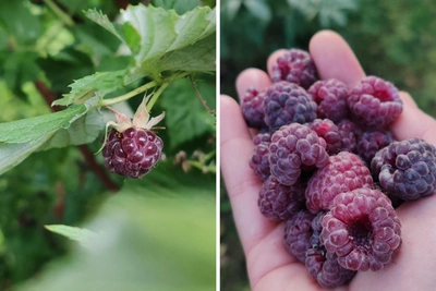 Purple raspberry variety planted in Arkhangelsk region