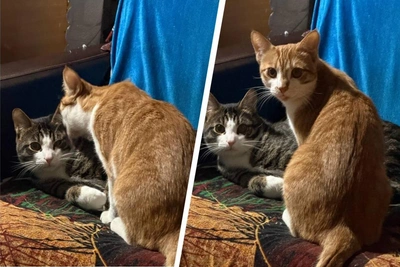 Inseparable cats find New Year's home after 29.RU story