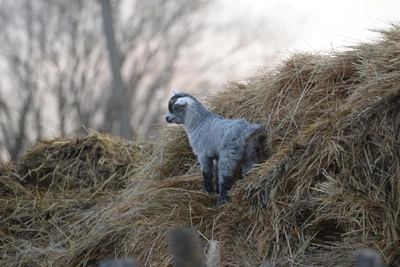 Фотограф-любитель показала жизнь в хуторе под Волгоградом