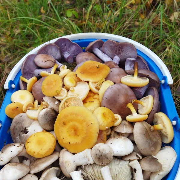 Источник: Грибы и Грибники Подмосковья / vk.com