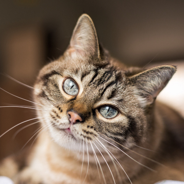 Quiz: Сможешь ли ты угадать породу котика по фотографии?