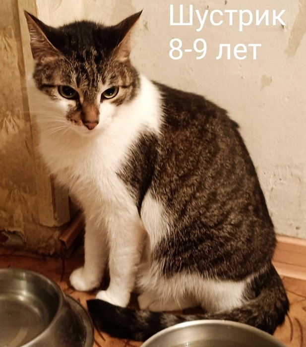 Источник: «Помощь бездомным животным г. Полярные Зори!» / Vk.com