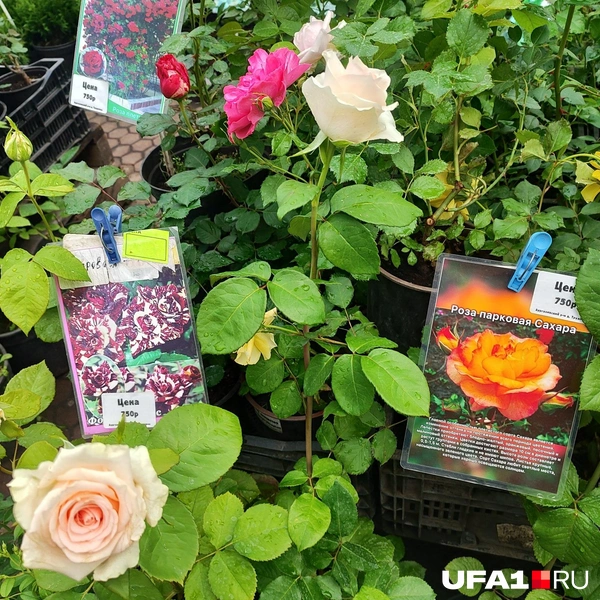 Розы тут сразу цветущие | Источник: Марина Каримова / UFA1.RU