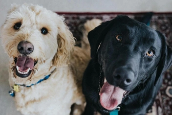 Тест: Выберите любимую породу собак и узнайте доминирующую черту вашей личности — часть 8