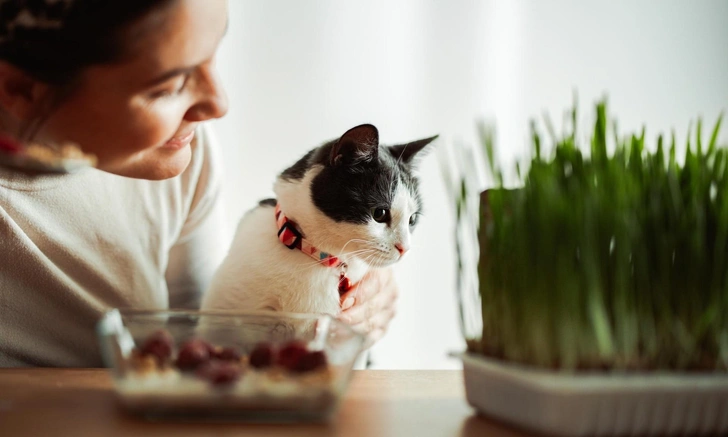 Таких хозяев кошки понимают с полуслова: 5 простых способов заслужить доверие | Источник: iStock/miniseries