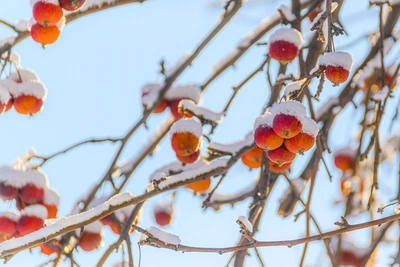 Погода в Забайкалье 5 января