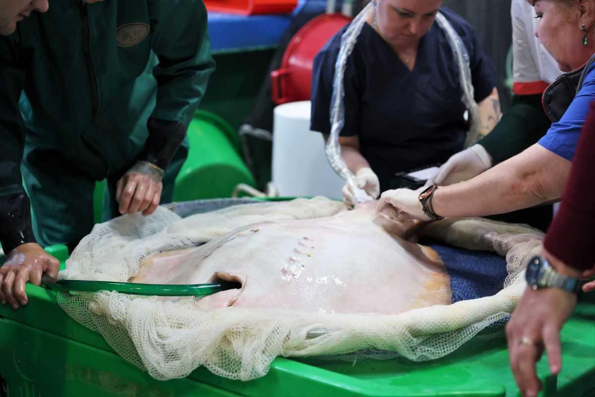 Приплыл на диагностику: в Приморском океанариуме сделали УЗИ редкому пациенту — скату-хвостоколу