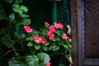 Три однолетних цветка для украшения балкона летом