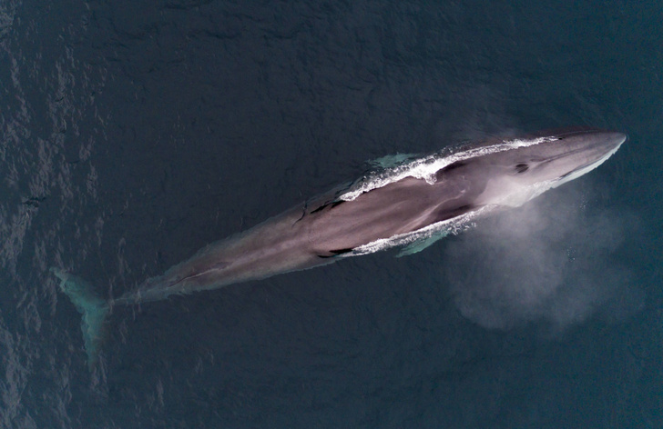 Зоологи объяснили миграцию китов