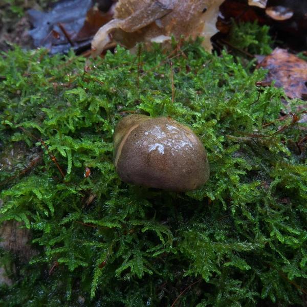 Источник: Андрей Сластенко / «Грибники Подмосковья» / vk.com