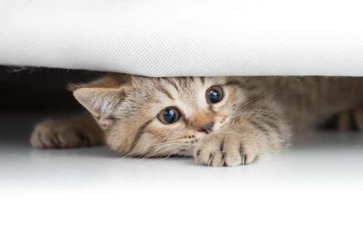 Почему на самом деле кошки могут долго смотреть в стену — ответ вас удивит