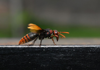Ученые выяснили, как пчелы предупреждают сородичей о приближении хищника
