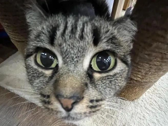 Источник: Кото-кафе «Котофейня»&nbsp;— Ханты-Мансийск / Vk.com