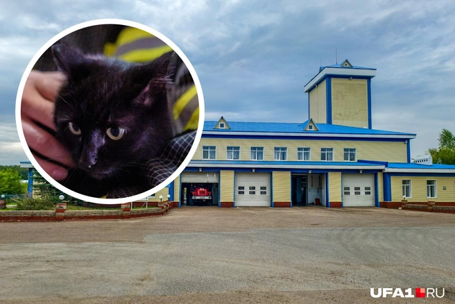 Мурка и ее дом | Источник: Булат Салихов / UFA1.RU