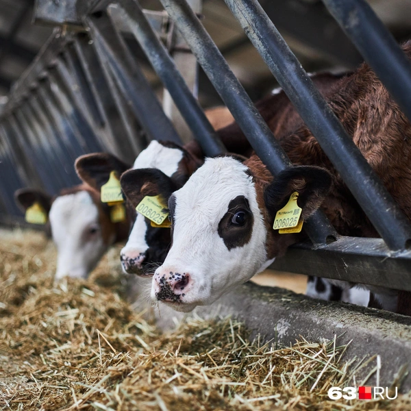 Источник: Роман Данилкин / 63.RU