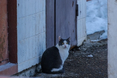 Почему весной пропадают дворовые кошки